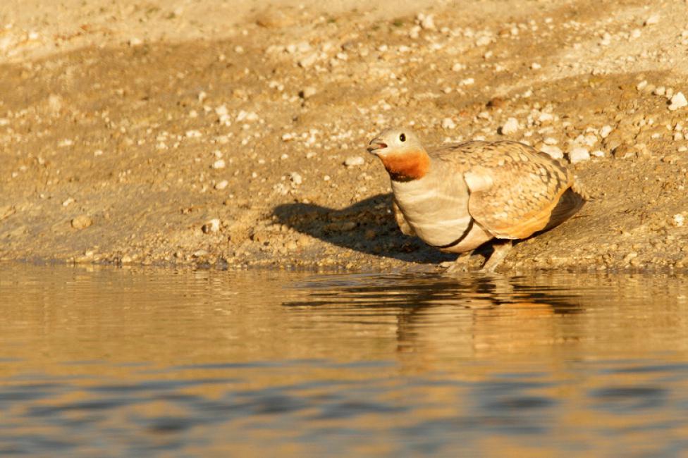 Ganga Ortega (Pterocles orientalis)